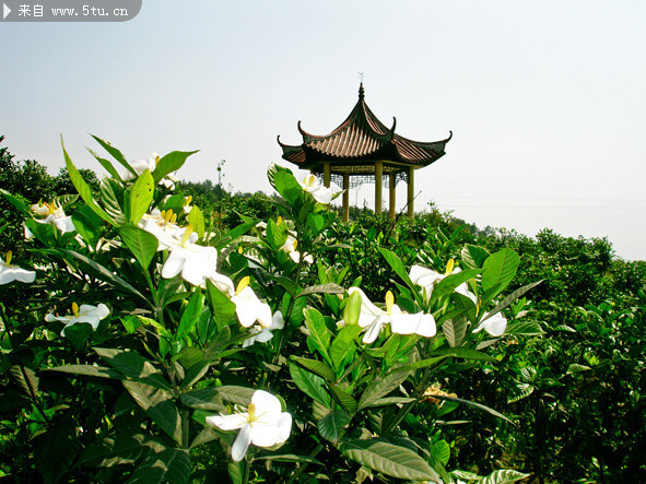 栀子花摄影图 凉亭背景图片