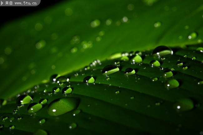 晶莹的水滴绿叶图片