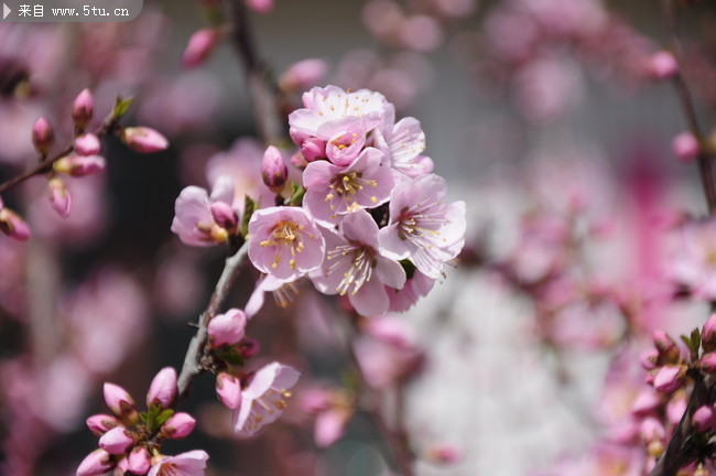 粉红桃花背景素材