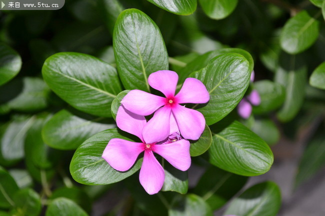 高清紫色花朵大图