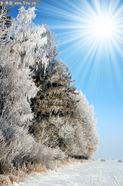 冬季雪景照片 漂亮的桌面图片