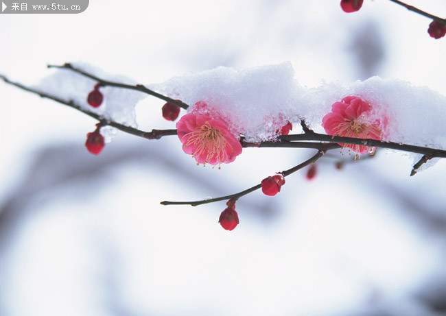 寒冬桃花图片