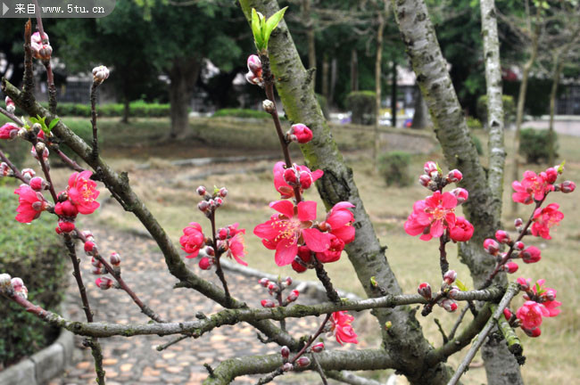 春天桃花图片