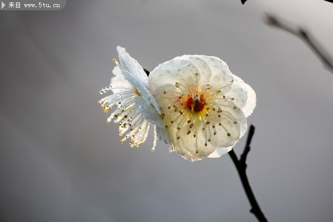 白色梅花图片素材