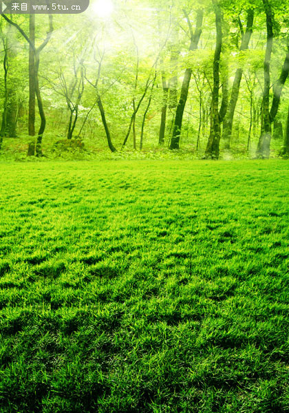 春季树林图片 葱绿野外草地