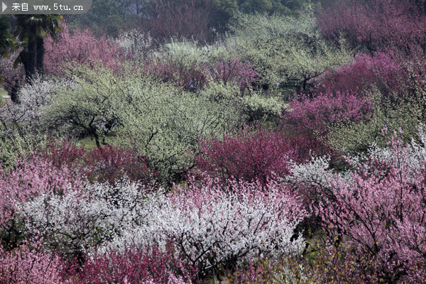 梅花树图片素材