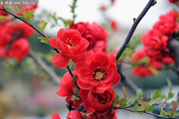 红色海棠花高清图片