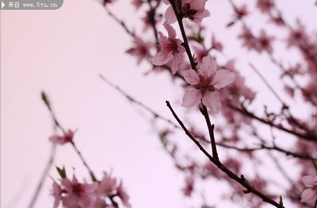 暖春桃花图片