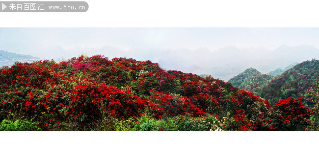 满山的杜鹃花图片 映山红摄影图片