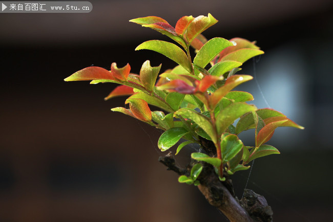 植物绿叶图片素材