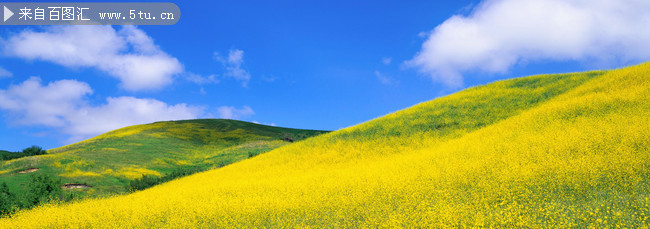 黄色鲜花背景图片 野地油菜花图片