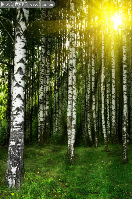 白桦林景色素材图片