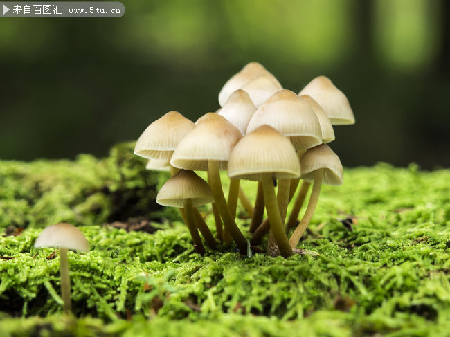 野蘑菇高清图片