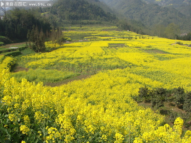 油菜花地图片下载