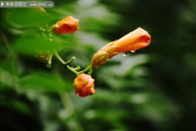 雨后花骨朵儿摄影图片