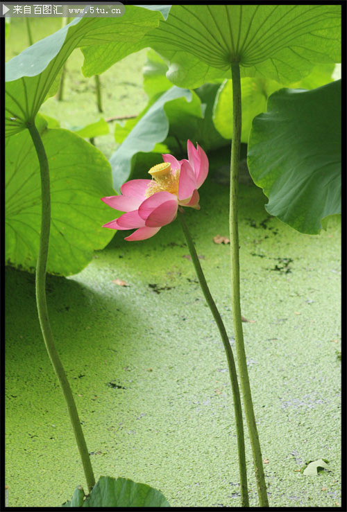 池中荷花摄影图片