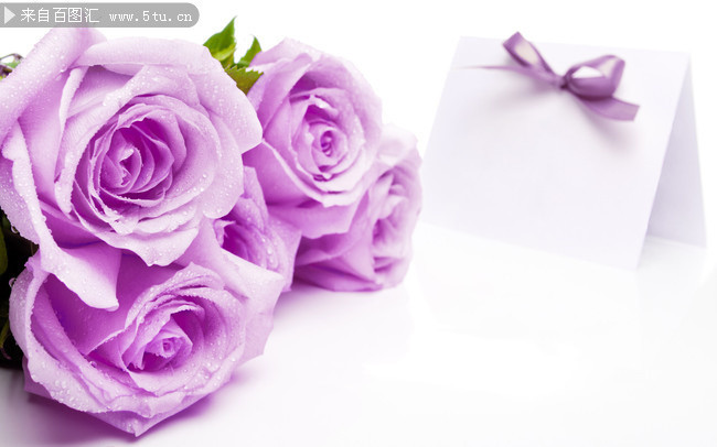 紫色玫瑰图片下载