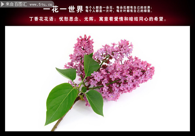 紫色丁香花图片