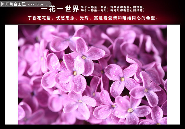 丁香花物语图片素材