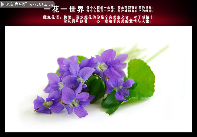 藏红花高清图片