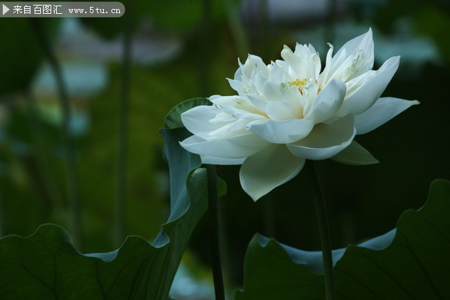 白色荷花大图 夏日莲花图片