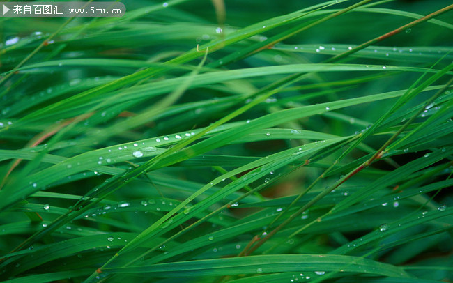 雨后绿草壁纸图片