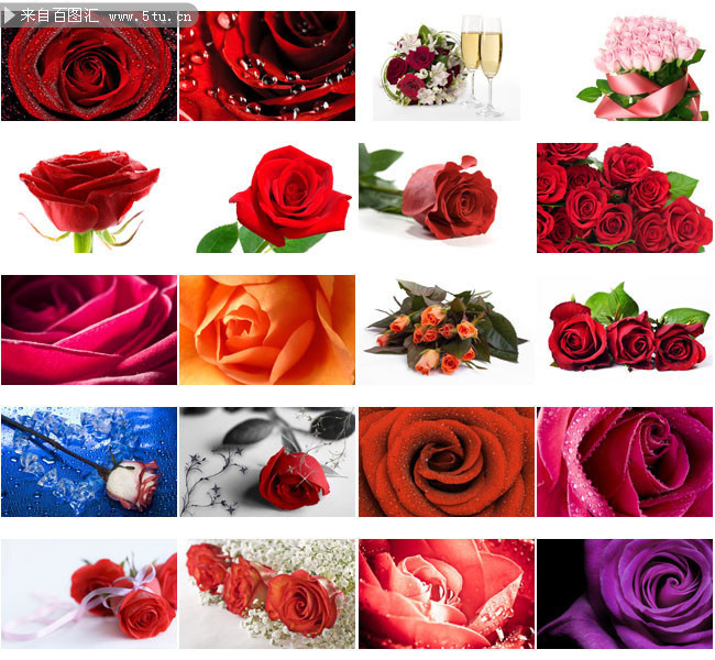 40张玫瑰花图片打包下载