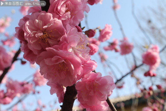 桃花特写图片