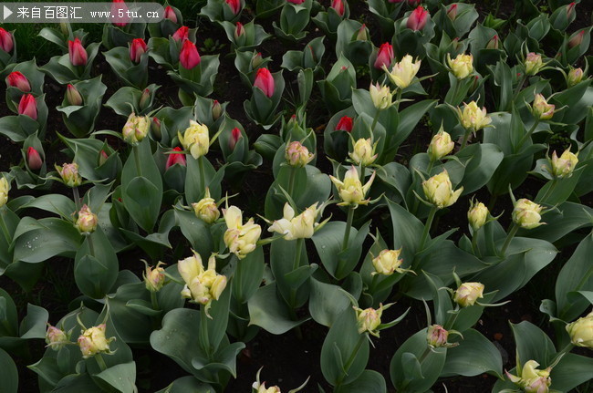 郁金香花地图片