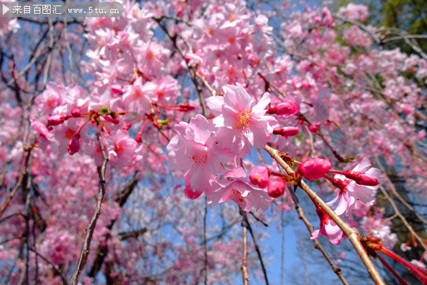 樱花特写照片 