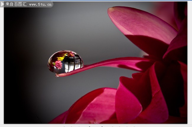 水珠特写照片 紫色花朵