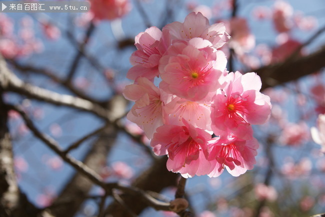 樱花特写照片 粉红花朵图片