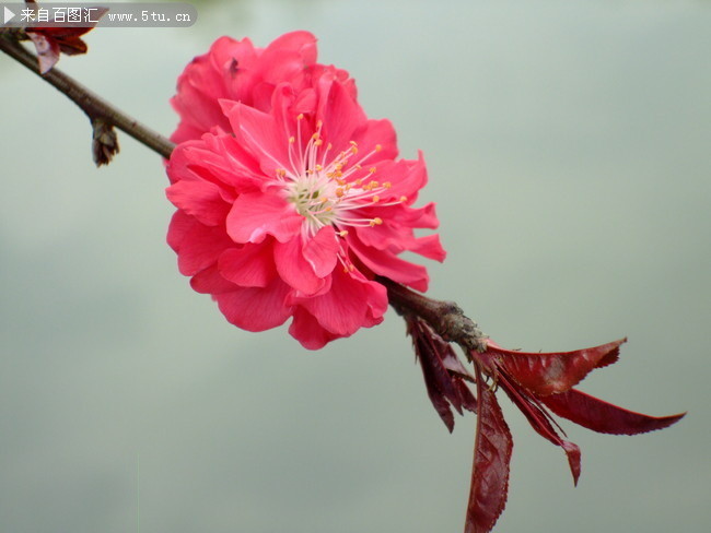 桃花一枝独秀图片