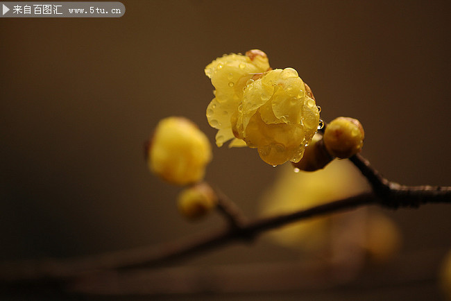 带水珠的梅花图片