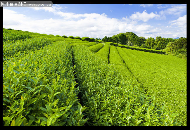 绿色茶园风景图片