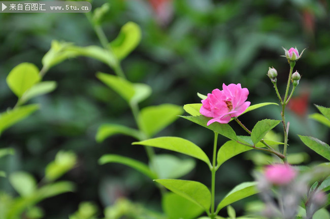 紫色野花图片 春天的花儿