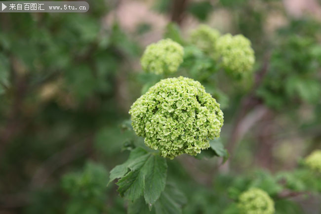 春天植物特写照片