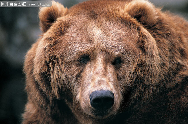 棕熊高清图片素材
