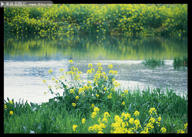 河边油菜花图片素材