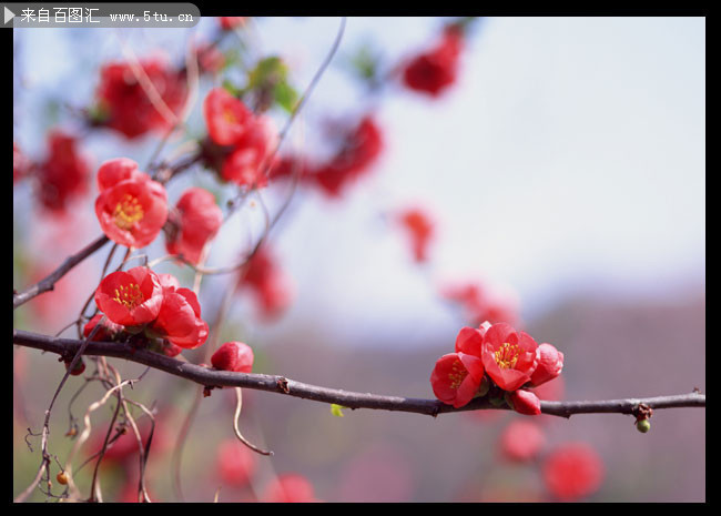 红色桃花图片