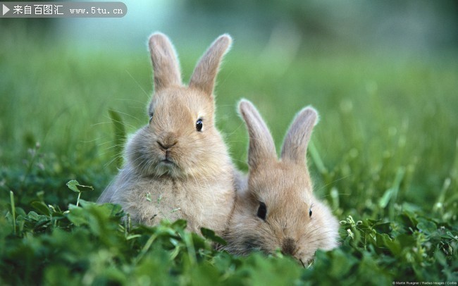 可爱兔子图片下载