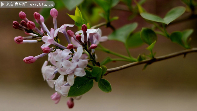 丁香花特写摄影图片