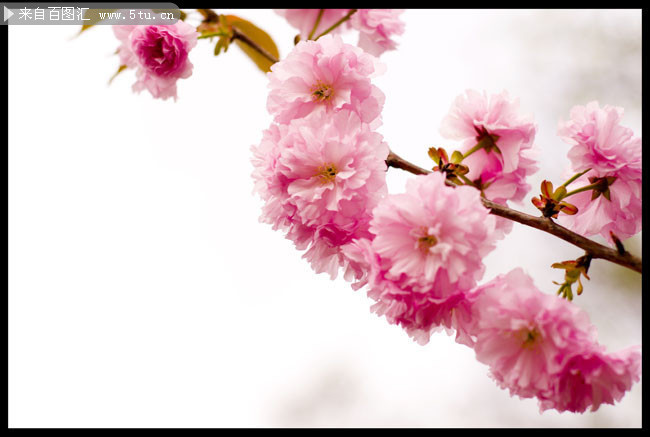 粉色樱花特写照片