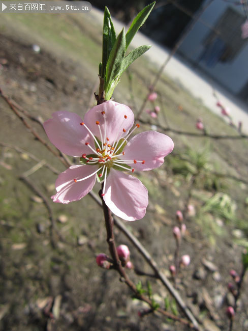 粉色桃花特写摄影