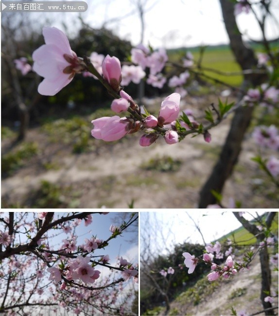 春天桃花照片下载