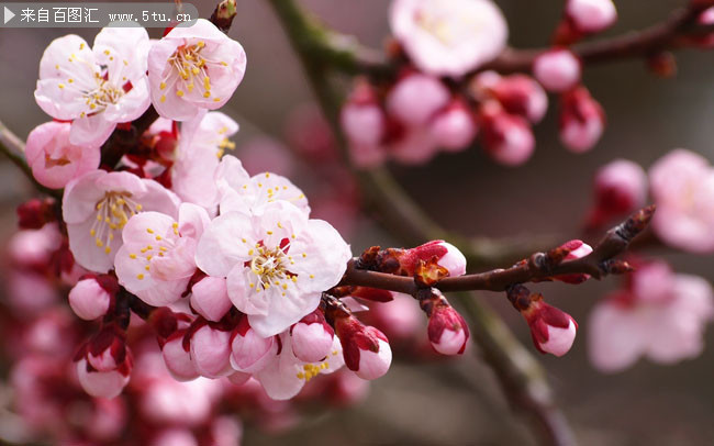 粉红桃花壁纸图片