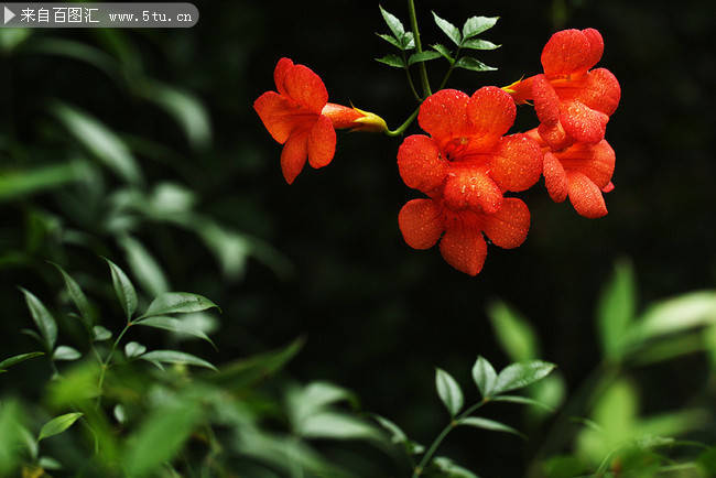 凌霄花特写摄影