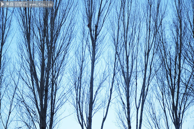 冬季白桦树图片
