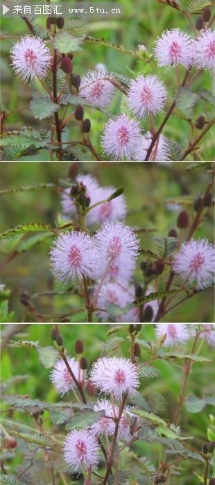 野生含羞草图片下载