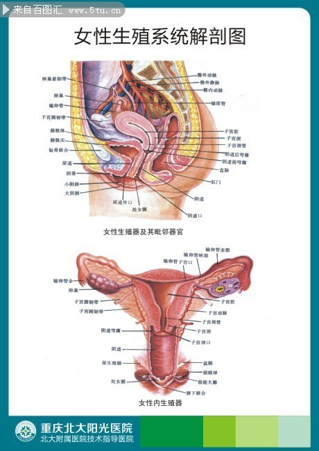 女性生殖系统解剖图高清